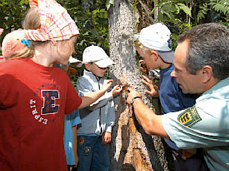 Ein Mann zeigt mehreren Kindern etwas an einem Baumstamm.