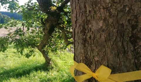 Ein gelbes Band ist um einen Obstbaum gebunden