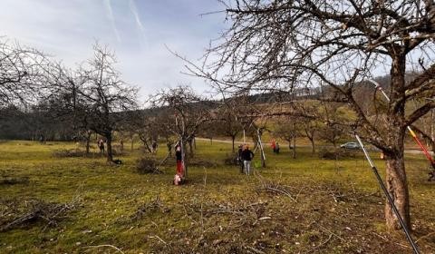 Baumpflege in einer Streuobstwiese
