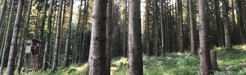 Ausschnitt eines Waldes mit einem Hochsitz.