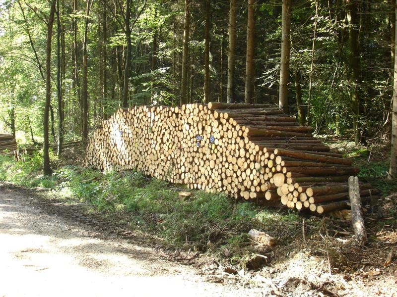 Eine große Menge Holz in Form von abgesägten Baumstämmen ist am Waldwegesrand aufgeschichtet. Im Hintergrund Bäume eines Wldes.