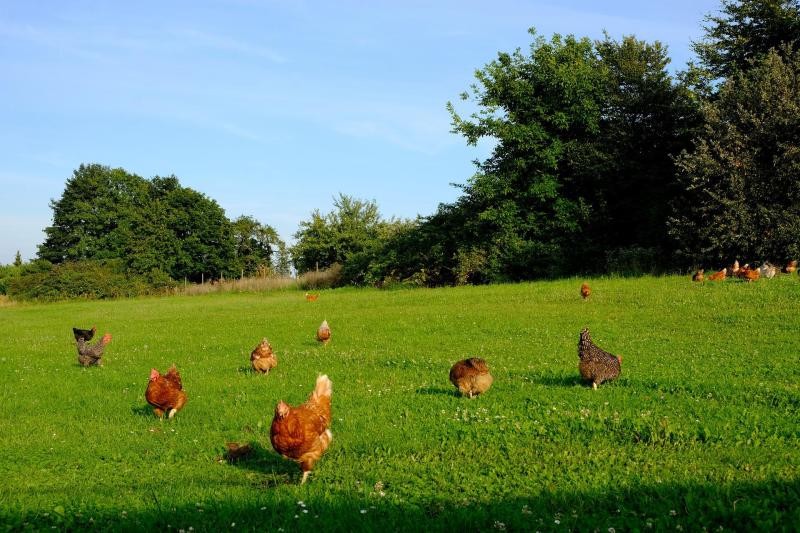 Hühner laufen frei auf einer Wiese umher. Im Hintergrund sind Sträucher.