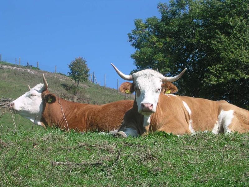 zwei braun-weiß gezeichnete Kühe mit Hörnern liegen in der Nähe eines Baumes auf einer Wiese