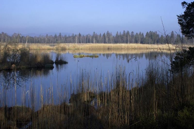 Ein Riedsee mit Schilfbewuchs an den Ufern. Im Hintergrund ist eine Waldlinie zu sehen.