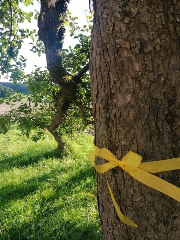 Auf dem Bild sieht man einen Baum mit einem gelben Band, auf einer Wiese
