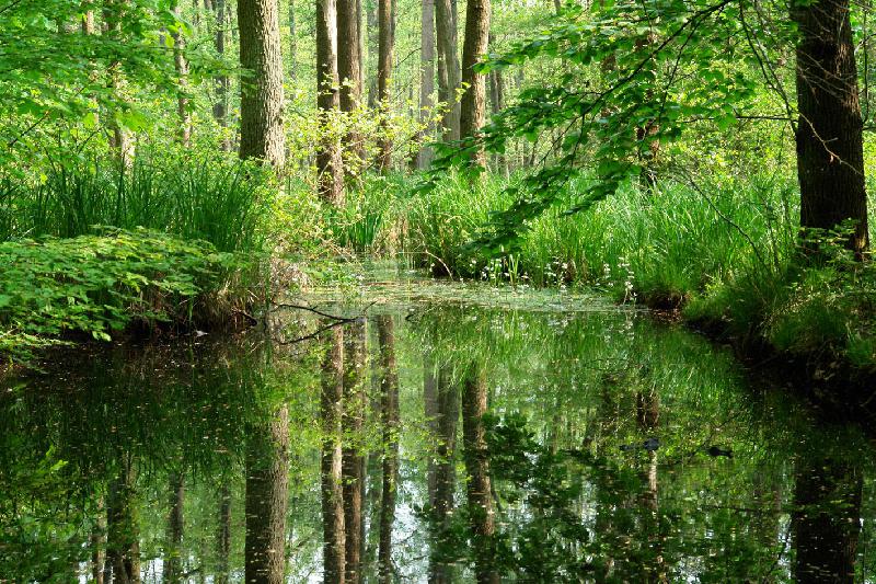 Wald Gewässerlauf in einem Wald, links und rechts Ufervegetation. Es herrscht lichtes Wetter.