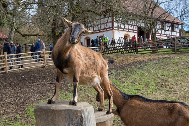 Ziegen auf dem Außengelände des Bauernhaus-Museums