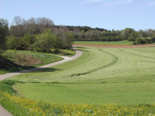 Bild einer gemähten Wiese im Frühjahr. Links neben der Wiese verläuft ein Weg.